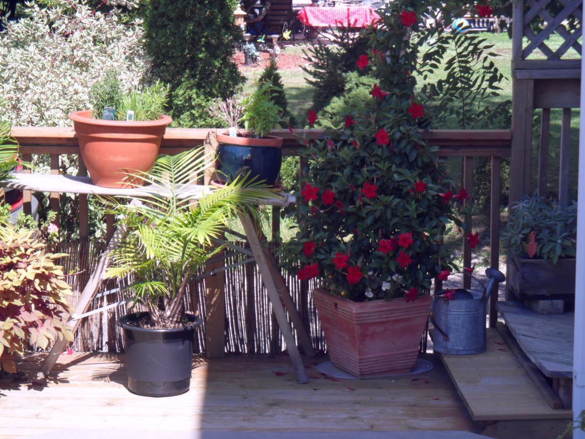 Homestead House B&B Hamilton Exterior foto